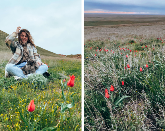 Цветущие степи России: охота на дикие тюльпаны